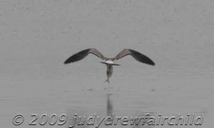 IMG_2931 This menhaden was too large for the gull to fly away with